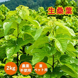 K̗t 2kg 500 (RsOY _sgpK) ybg GT \ \̃GT T J̃GT ETM ̃GT ybg̉a  K Kt K̗t  ̗t _sgp V