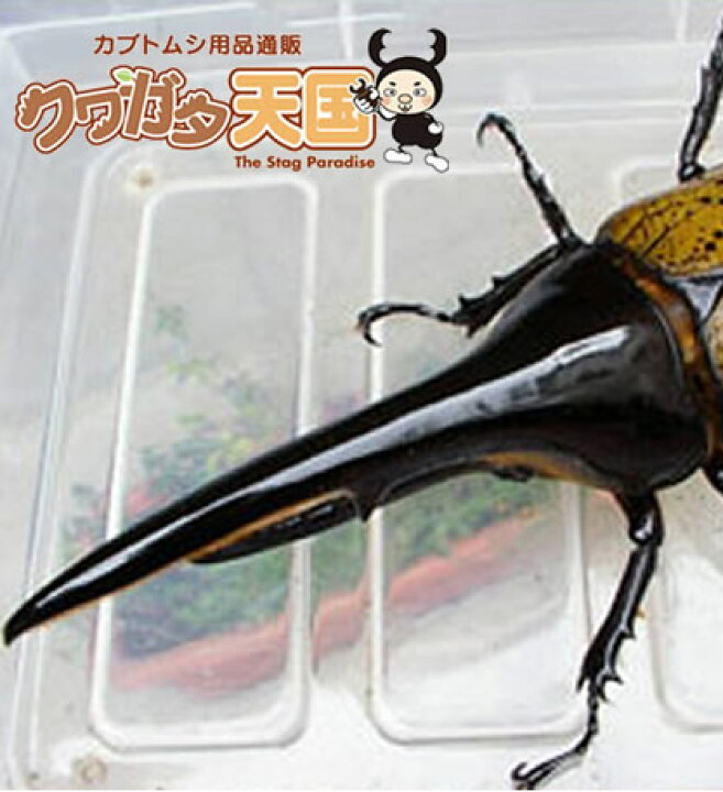 楽天市場 カブトムシ幼虫飼育の完熟マット10lに h ヘラクレス幼虫1頭と1400ccクリアボトル1個付飼育セット オス メス判別していません 大きさ1 2令 グアドループcb 虫 カブトムシ用品通販 クワガタ天国 楽天市場 カブトムシ幼虫飼育の完熟マット10lに h ヘラクレス幼虫1頭と1400ccクリアボトル1個付飼育セット オス メス判別していません 大きさ1 2令 グアドループcb 虫 カブトムシ用品通販 クワガタ天国