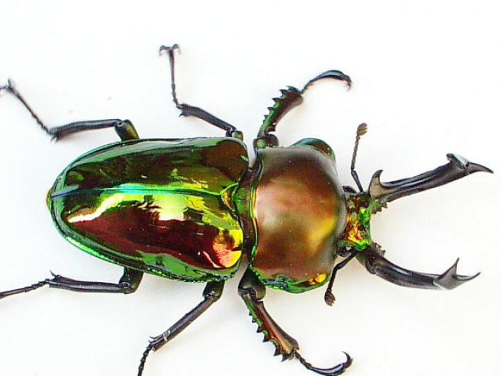 楽天市場 世界一美しいクワガタ ニジイロクワガタ55mmupペア クイーンズランド産cb おススメ成虫 虫 カブトムシ用品通販 クワガタ天国 楽天市場 世界一美しいクワガタ ニジイロクワガタ55mmupペア クイーンズランド産cb おススメ成虫 虫 カブトムシ用品通販 クワガタ天国