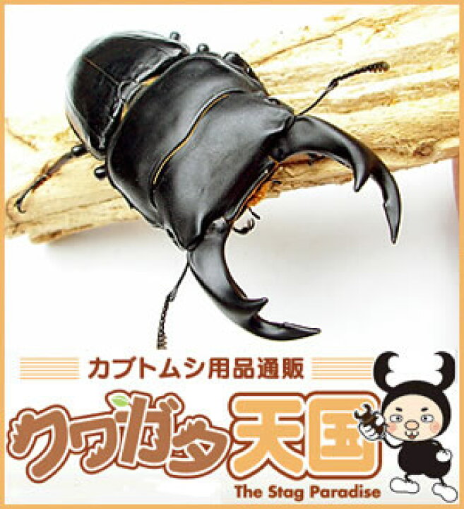 楽天市場 菌糸ビン入 初心者にオススメ国産オオクワガタ幼虫飼育セット オオクワガタ幼虫1頭 菌糸ビンep 1100オス メス判別していません 虫 カブトムシ用品通販 クワガタ天国 楽天市場 菌糸ビン入 初心者にオススメ国産オオクワガタ幼虫飼育セット オオクワガタ幼虫1頭 菌糸ビンep 1100オス メス判別していません 虫 カブトムシ用品通販 クワガタ天国