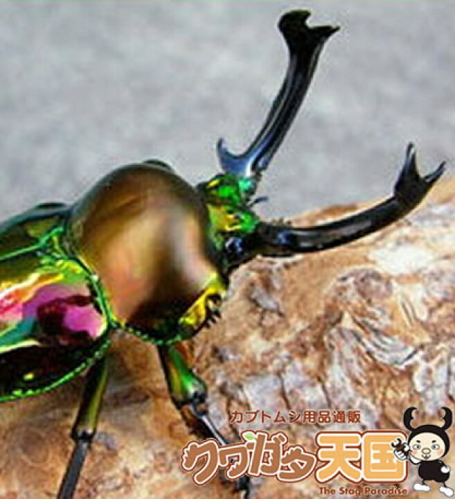 世界一美しいクワガタムシ ニジイロクワガタ ペア クワガタ オス メス Q1255 オス1匹 成虫 メス1匹