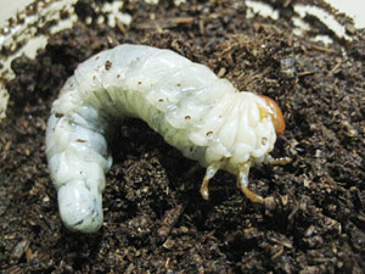 楽天市場 ニジイロクワガタ幼虫 5頭 オス メス判別していません 1 2令 虫 カブトムシ用品通販 クワガタ天国 楽天市場 ニジイロクワガタ幼虫 5頭 オス メス判別していません 1 2令 虫 カブトムシ用品通販 クワガタ天国