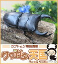 ◆「国産オオクワガタ幼虫 愛知県祖父江産:1頭」 ※オス、メス判別していません*超おススメ商品!!