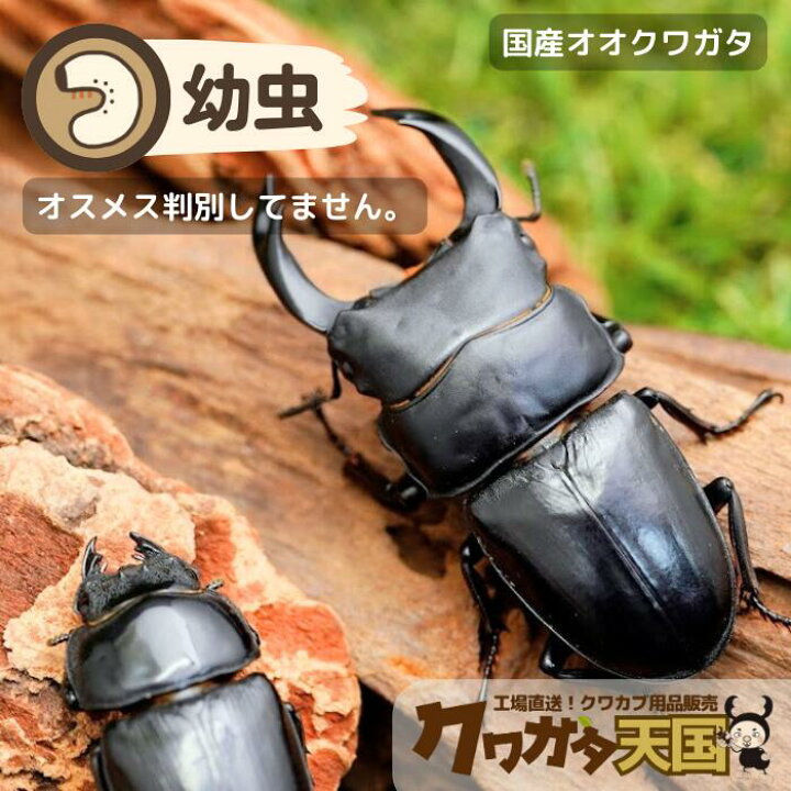 楽天市場】初心者にオススメ！オオクワガタ 幼虫 国産オオクワガタ幼虫  