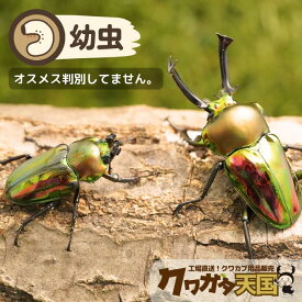 初心者にオススメ！世界一美しいクワガタ！ニジイロクワガタ幼虫！◆ニジイロクワガタ幼虫1頭※オス、メス判別しておりません。【クイーンズランド産CB 】(虫)