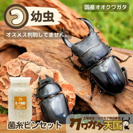 菌糸ビン入　初心者にオススメ国産オオクワガタ幼虫飼育セット◆オオクワガタ幼虫1頭+菌糸ビンE-1100オス、メス判別していません【0731ペット】(虫)