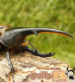楽天市場 ヘラクレスオオカブト ペアの通販 楽天市場 ヘラクレスオオカブト ペアの通販