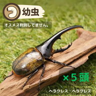 H.ヘラクレス幼虫5頭セット！オス、メス判別していません【グアドループ産・累代CBF1】(虫)