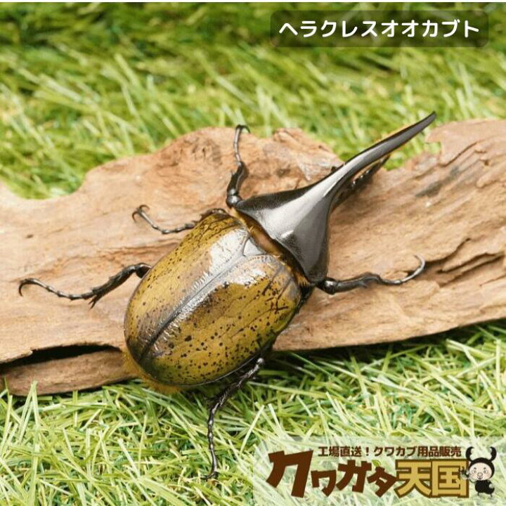 楽天市場】世界最大級カブトムシの王様◇ヘラクレスヘラクレス  