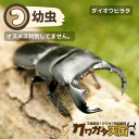 ダイオウヒラタクワガタ幼虫：東ジャワ産　1頭 ※オス、メス判別していません【累代WF2】(虫)