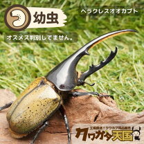楽天市場】ヘラクレス 蛹の通販