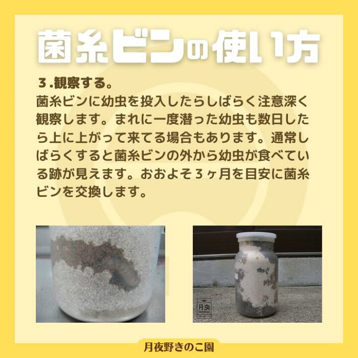 楽天市場】【E-800】クワガタ幼虫用菌糸ビン クワガタ幼虫飼育大きさ 