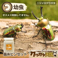 初心者にオススメ！世界一美しいクワガタ！ニジイロクワガタ幼虫飼育セット！ニジイロクワガタ幼虫1頭+菌…