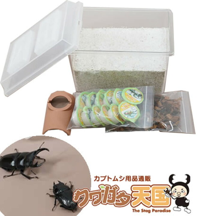 初めて飼うカブトムシ メール便の為 日時指定できません 返品交換不可