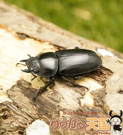 楽天市場 オオクワガタ メスの通販