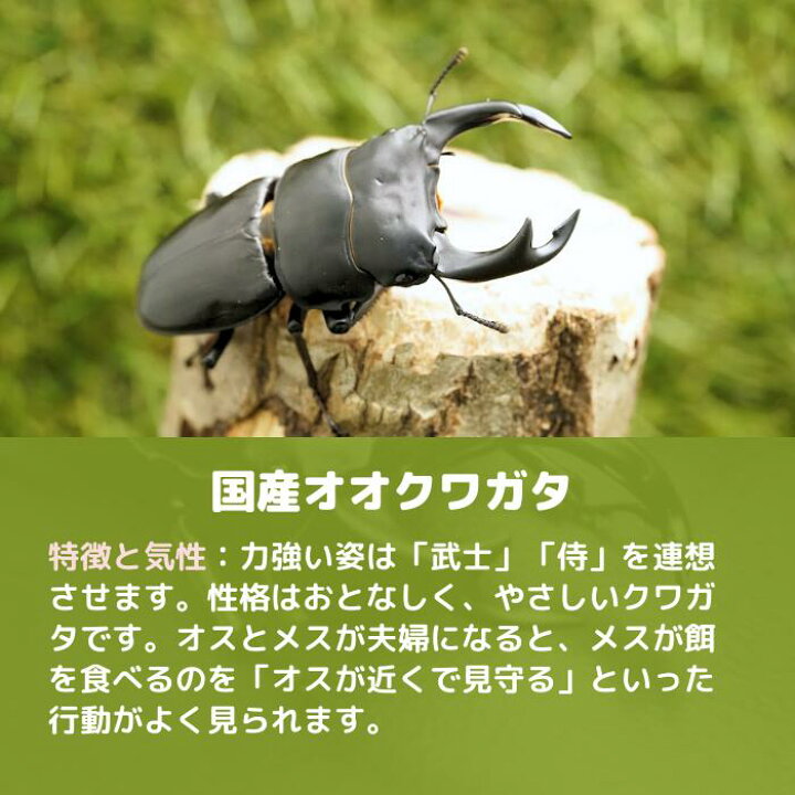 楽天市場】菌糸ビン入 初心者にオススメ国産オオクワガタ幼虫飼育 