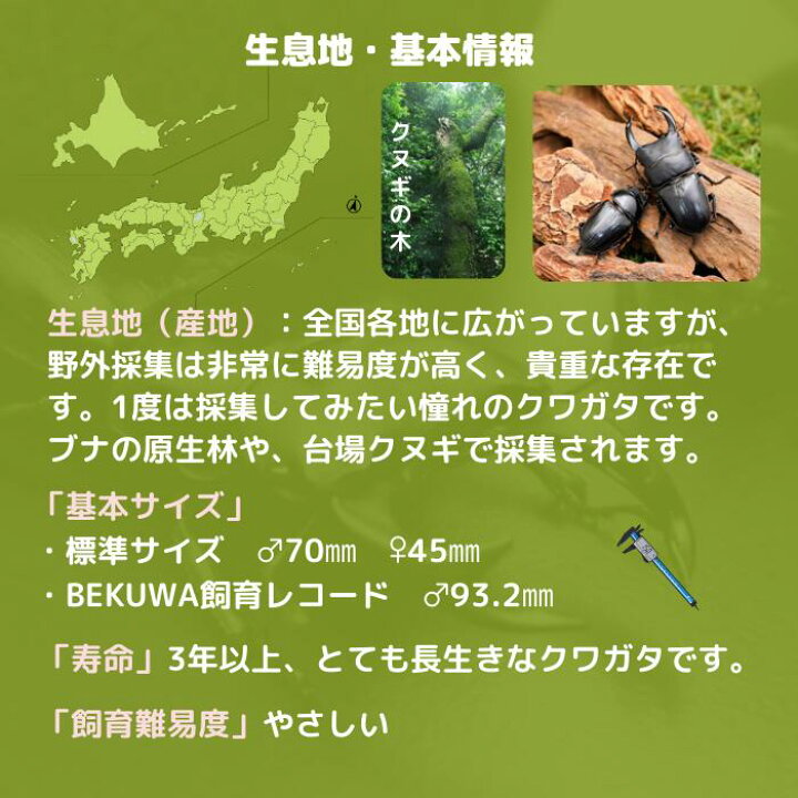 楽天市場】初心者にオススメ！オオクワガタ 幼虫 国産オオクワガタ幼虫 