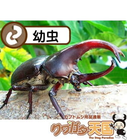 フローレンシスヒメカブト幼虫(ルテン産)累代F5(虫)※オス、メス判別していません ※値引きセール中！！772円→617円！！(虫)