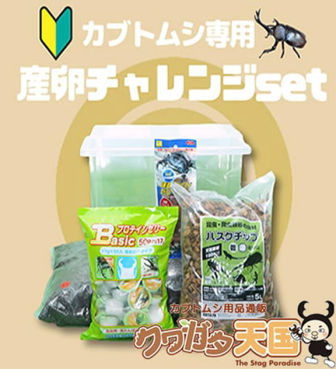 楽天市場】カブトムシ専用:産卵チャレンジset!(カブトムシ・クワガタは 