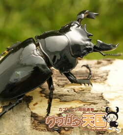 楽天市場 タランドゥスオオツヤクワガタ 昆虫 ペット ペットグッズ の通販