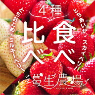 栃木県産いちご4種食べ比べセット「とちあいか・スカイベリー・ミルキーベリー・とちおとめ」贈答用 葛生…
