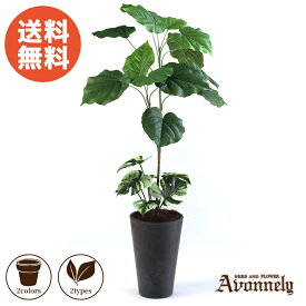 送料無料 フェイク グリーン 観葉植物 【 ウンベラータ 高さ90cm 第二世代・改良版｜Avonnely アヴォンリー 】( 花言葉 永久の幸せ 夫婦愛 ) ギフト リアル 衛生的 人気 おしゃれ インテリア お祝い 寝室 初心者 新生活