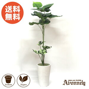 _|Cg2{ 11/2(20:00`)^  tFCN O[ ϗtA y Ex[^ 90cm 񐢑EǔŁbAvonnely AH[ z( Ԍt iv̍K vw ) Mtg A qI l