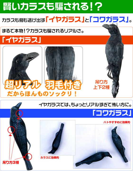 楽天市場】【鳥害 本物ソックリカラス イヤガラス 4匹セット】 : あっ 