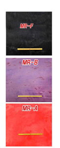 ݌Ɍ聚MRn@߂@kɁ@S߂ z߂@ނ [100%@nЖ73cm s pp\