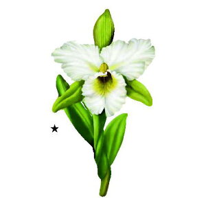 ~jfRA[g{ JgA1 0147|10 75×125mm R{ ACڒ GvEe[uNXEobOETVc lR|X\