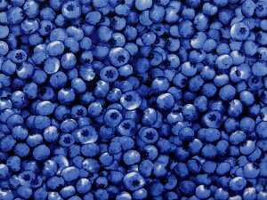A USARbg n z ^CXgW[Y u[x[ C1809Blueberry w t[c ʕ pp\