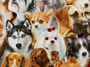 �A�� USA�R�b�g�� �C���|�[�g ���n �z �h�b�O�u���[�Y 1314black �G���U�x�X�X�^�W�I ���̔ɐB �C�k �h�b�O ��Ƃ̏��p���p�s�i�l�͉j