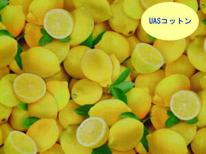 V@A USARbg n z 483YELLOW t[htFXeBo GUxXX^WI pp\