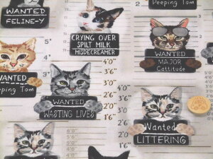 Vׁ@A USARbg n z L̎zʐ^@CD3061-BEIGE L lR ^CXgW[Y CAT MUGSHOTS@pp\@fW^vg