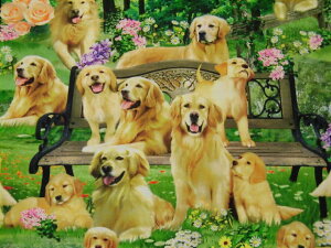 Vׁ@A USARbg n z S[fgo[ p[NCD2944GOLDEN RETRIEVER PARKw  Ck ^CXgW[Y pp\