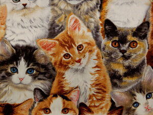 A USARbg n z Ahuybc 3802-multi GUxXX^WI ybg qL lR Lbg Ƃ̏ppsil͉j