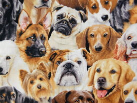 楽天市場 Usaコットン 犬の通販