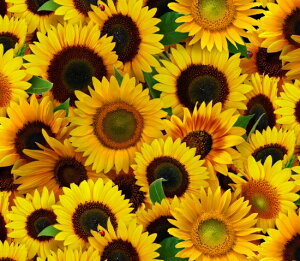 A USARbg n z Tt[Y 487yellow ԕ Ђ܂  q} GUxXX^WI pp\