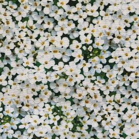 輸入 USAコットン シーチング生地 布 ランドスケープメドレー 609-white 小花柄 スプリング イン パリ エリザベススタジオ 商用利用可能