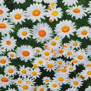 A n z USARbg DAISIES fCW[Y C7471-MULTI ԕ e e e ^CXgW[Y pp\