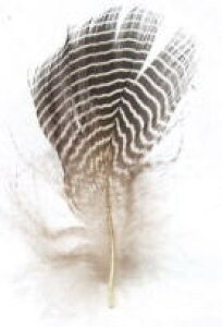 MIYUKI@~Lr[YANZT[@tFU[iԍ@H1705