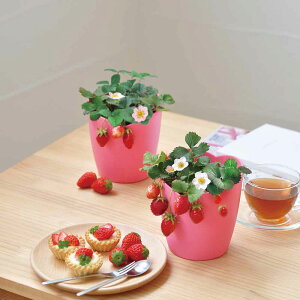 E݂ăC`S͔|Zbg GD-1000͔|Lbg ͔|Zbg C`S V|  lGȂ肢 SEISHIN CeA 킢