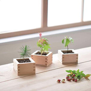 \_e}X ~͍͔|Zbg  GD-84601͔|Lbg ͔|Zbg  V| BONSAI qmL SEISHIN Mtg yY