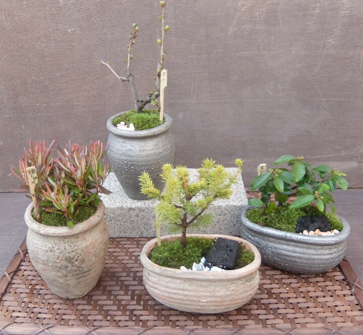楽天市場】【15%OFF】和鉢 盆栽 ミニ盆栽 [172-151] 植木鉢 和風 陶器  