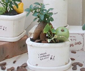 観葉植物 寄せ植え 4号の人気商品 通販 価格比較 価格 Com