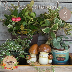 sʌI[igtI[ig [852-1210] 2Zbg ̂ LmR mushroom K[fG  CeAG AeB[N u  Jg[ K[fANZT[ K[fj