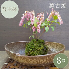 楽天市場】【良品 アウトレットセール】和鉢 盆栽鉢 中国鉢 (中国 