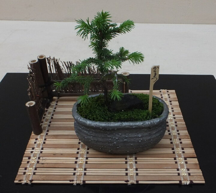 楽天市場】【15%OFF】セール 和鉢 盆栽 ミニ盆栽 [172-153] 植木鉢 