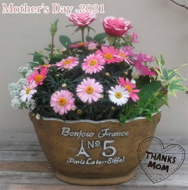 楽天市場 アリッサム 花苗の通販