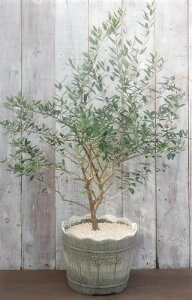 植木 寄せ植えの人気商品 通販 価格比較 価格 Com 植木 寄せ植えの人気商品 通販 価格比較 価格 Com